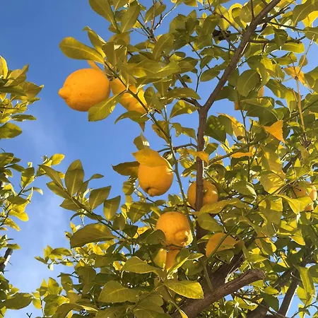 El Limonero Denia
